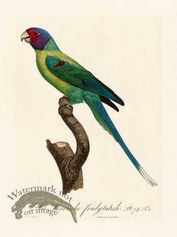 Barraband Parrot 074